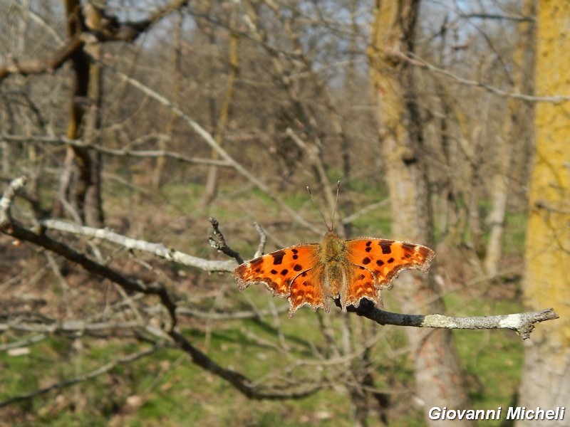 Polygonia c album